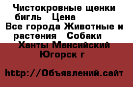 Чистокровные щенки бигль › Цена ­ 15 000 - Все города Животные и растения » Собаки   . Ханты-Мансийский,Югорск г.